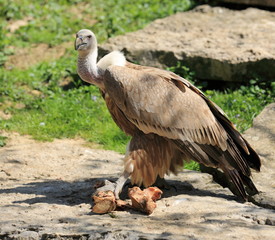 vautour fauve et sa charogne