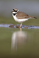 Little-ringed plover, Charadrius dubius