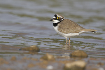 Little-ringed plover, Charadrius dubius