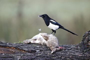 Magpie, Pica pica