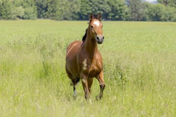 Fototapeta premium Lysi