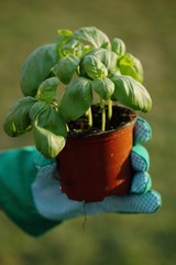 Hand holding flower pot with basil