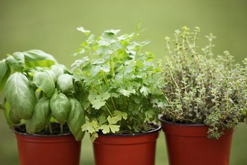 Basil, parsley and thyme in flower pots.