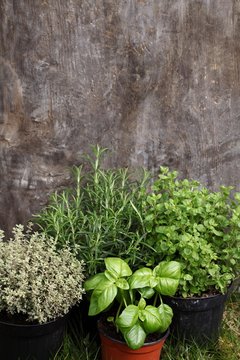 Herbs in flower pots on grass with wooden background.