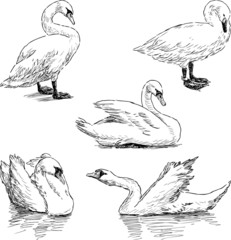 sketch of a swans
