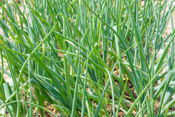 sprouts green onions