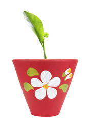 Green seedling on flowerpot, included plant clipping path
