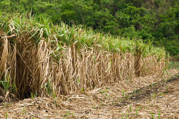 The sugar cane farm in Thailand