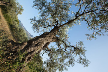 Olive tree. Thousand Year Old Olive Tree, Island of Thassos