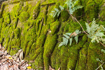 Carving stone with mosses.
