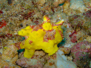 yellow frog fish