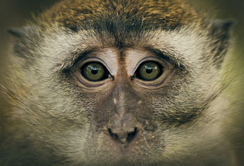 Monkey Eyes - 53960618