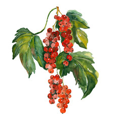 Red Currant - 53960693
