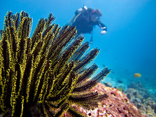 Diver and feather star