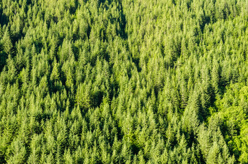 Lush Green Trees