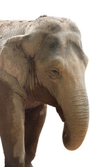 Obraz premium Elephant head