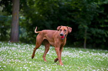 Rhodesian ridgeback dog puppy in a field of flowers