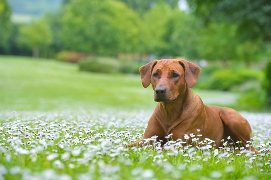 Rhodesian ridgeback dog puppy in a field of flowers