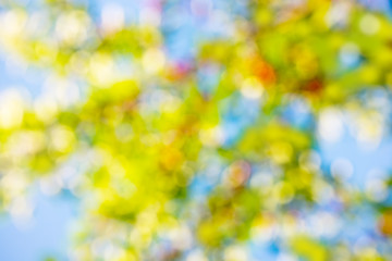 Obraz premium spring bokeh green color, background