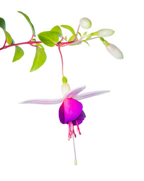 white  and lilac fuchsia flower branch isolated on white backgro