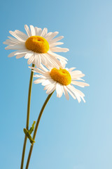 Daisies over blue sky