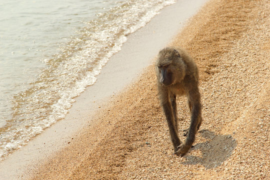 Olive baboon (Papio Anubis) on the beach