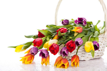tulips in basket isolated on white background. colors