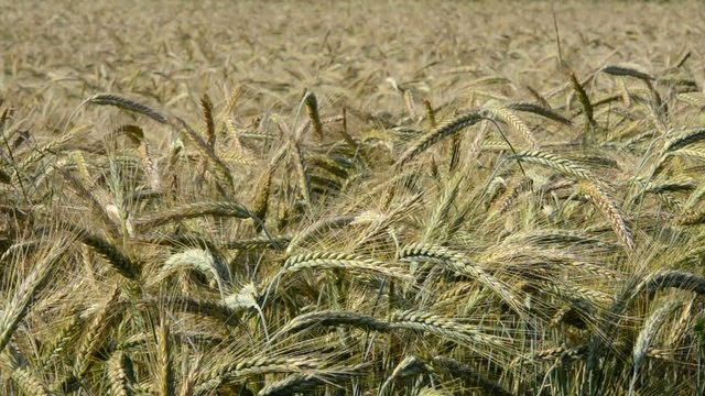 Kornfeld im Wind