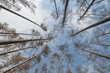 Bare trees after forest fire in Russia.