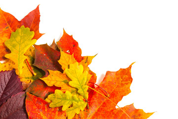 Beautiful autumn leaves