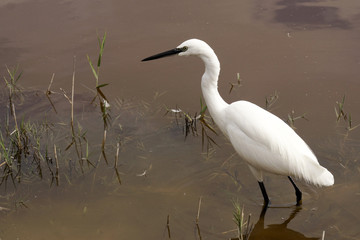 National Parc Albufera
