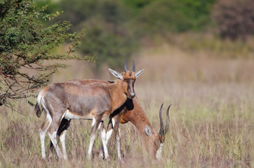 Female and male Blesbok
