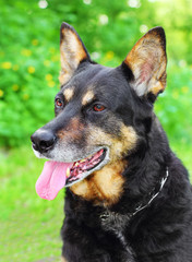 Shepherd dog