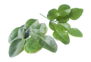 Obraz premium Kaffir lime leaves