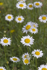 Fototapeta premium Colorul Daisies