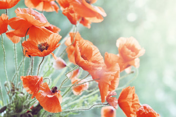 Blossom poppy