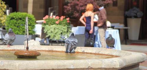 Fontana con piccioni in un centro storico italiano