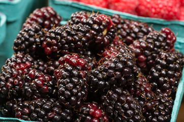 Basket of fresh Marionberries