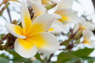 Frangipani