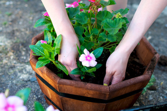 Hands place pink flower in octagonal planter