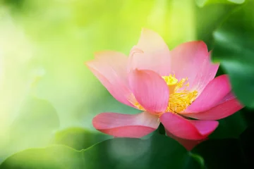 Photo sur Aluminium fleur de lotus lotus