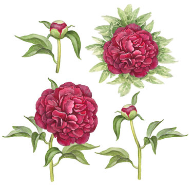 Watercolor illustration of peony flowers