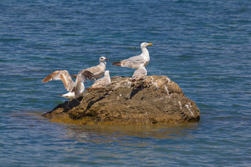 seagulls on a stone