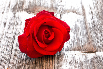 rose
