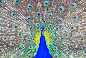 Close-up portrait of beautiful peacock