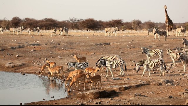 Impala antelopes, zebra and a giraffe at a waterhole