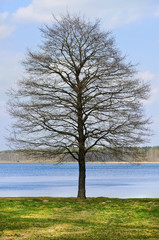 Bare Tree