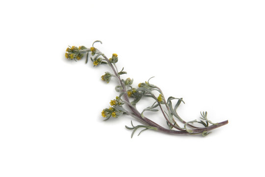 g&eacute;n&eacute;pi