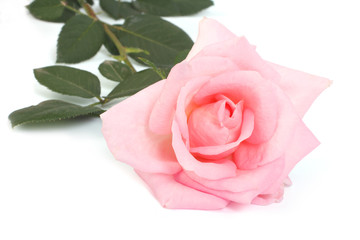 Fototapeta premium pink rose with leaves isolated on a white background.