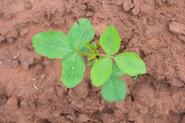Sprout in farm